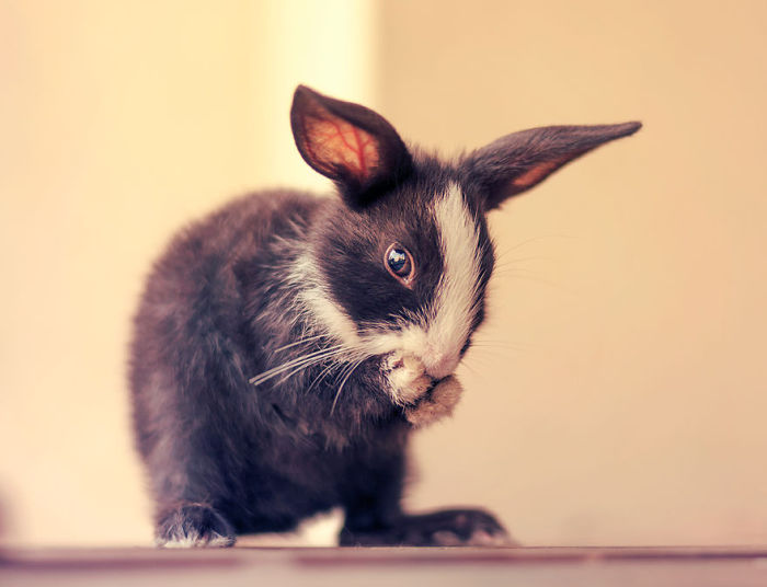 See How Much These Baby Bunnies Grew In 30 Days (16 pics)