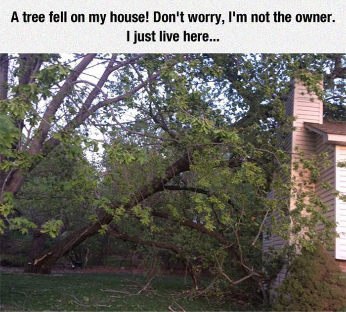 When A Tree Came Crashing Through The House They Found A Solution (5 pics)