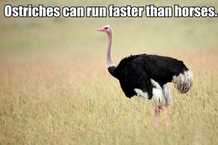 These Facts Will Help You Impress Everyone You Know (33 pics)