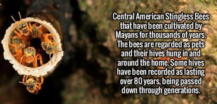 These Facts Will Help You Impress Everyone You Know (33 pics)