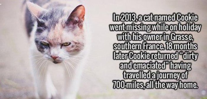 These Facts Will Help You Impress Everyone You Know (33 pics)