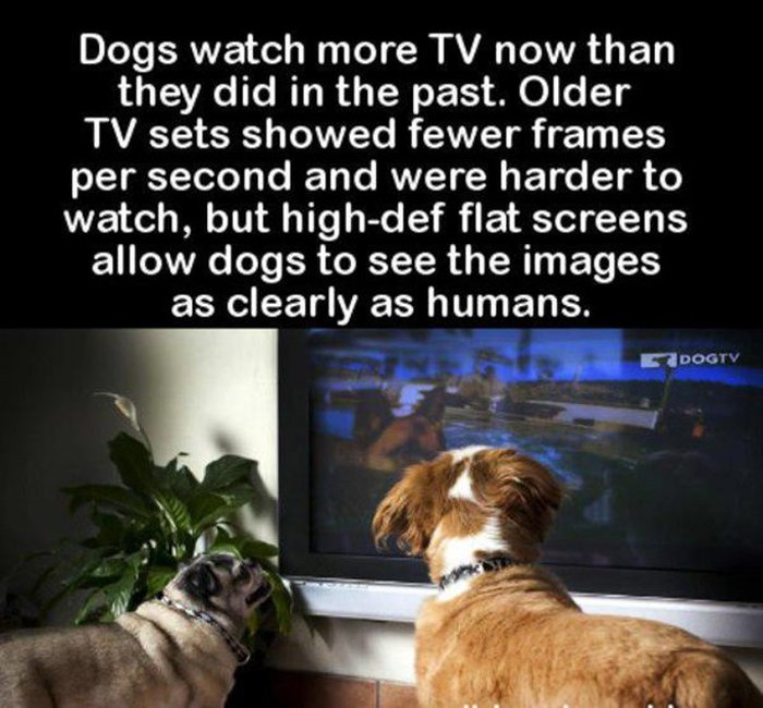 These Facts Will Help You Impress Everyone You Know (33 pics)