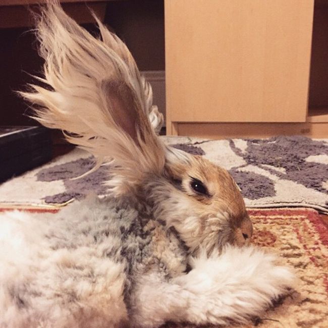 Meet Wally The Bunny With Ears That Look Like Wings (11 pics)
