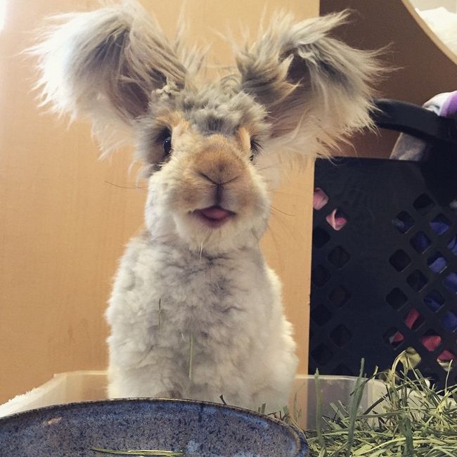 Meet Wally The Bunny With Ears That Look Like Wings (11 pics)