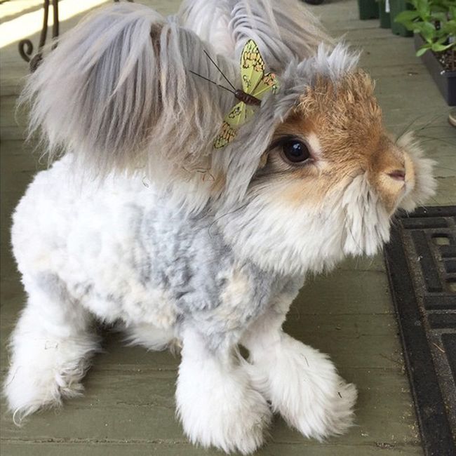 Meet Wally The Bunny With Ears That Look Like Wings (11 pics)