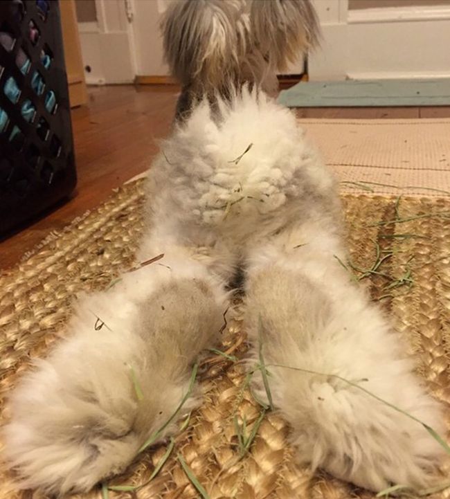 Meet Wally The Bunny With Ears That Look Like Wings (11 pics)