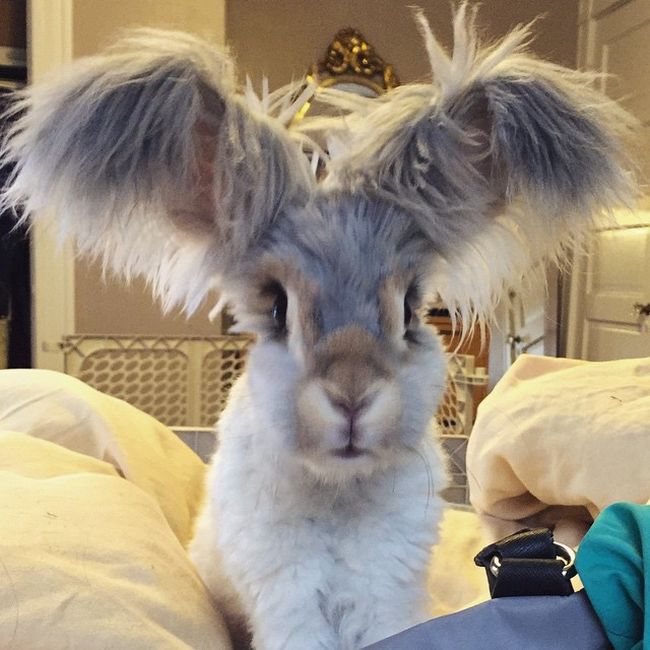 Meet Wally The Bunny With Ears That Look Like Wings (11 pics)