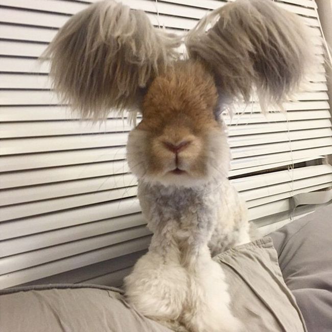 Meet Wally The Bunny With Ears That Look Like Wings (11 pics)