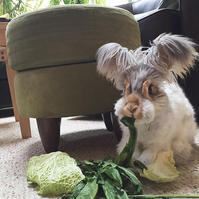 Meet Wally The Bunny With Ears That Look Like Wings (11 pics)