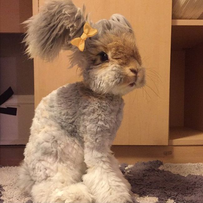 Meet Wally The Bunny With Ears That Look Like Wings (11 pics)