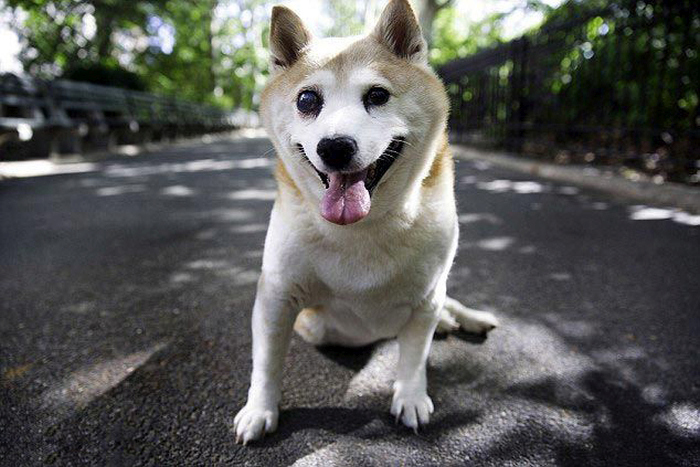 Cinnamon Is The World's Happiest Dog, She's Always Smiling (9 pics)