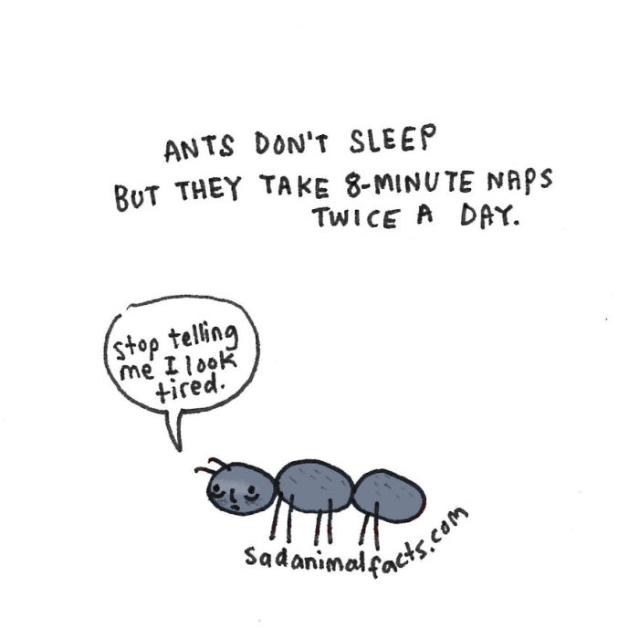 Sad Animal Facts Are Actually Kind Of Adorable (54 pics)