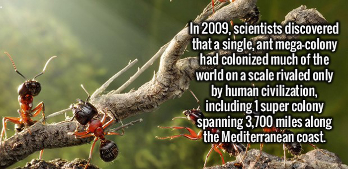 Get Ready For A Nice Serving Of Random Facts To Feed Your Brain (19 pics)
