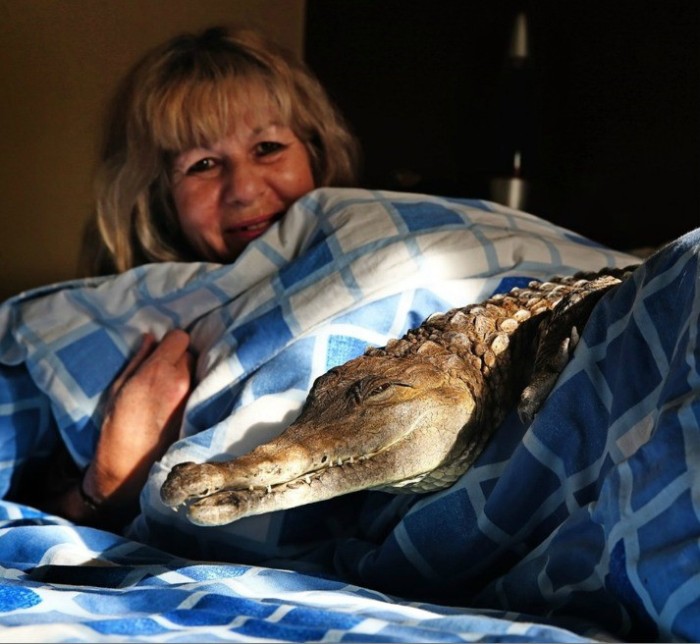 Meet The Woman Who Keeps A Crocodile As A Pet (4 pics)