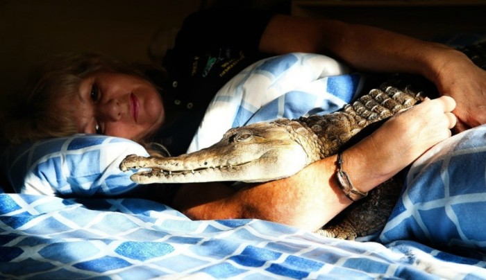 Meet The Woman Who Keeps A Crocodile As A Pet (4 pics)