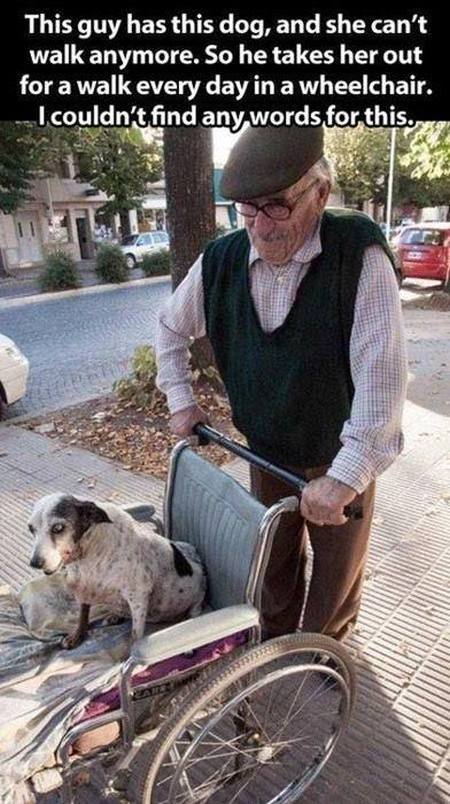 A Tribute To The World's Best Pet Owners (20 pics)