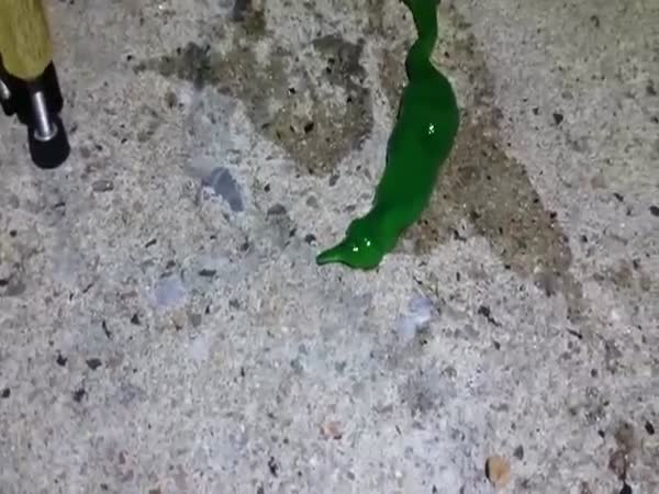Scary Green Ribbon Worm