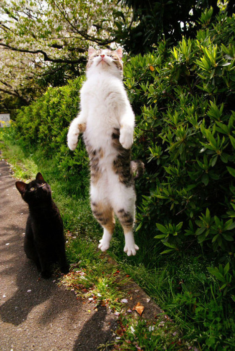 Acid Picdump (94 pics)