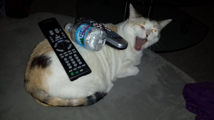 Acid Picdump (94 pics)