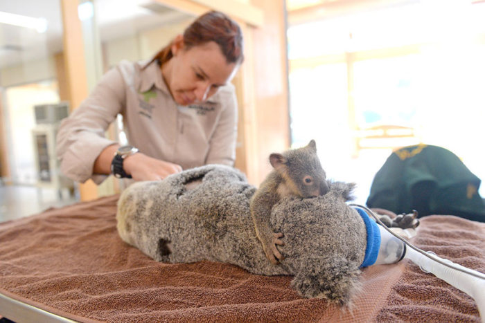 This Baby Koala Hugged His Mother During Her Life Saving Surgery (6 pics)