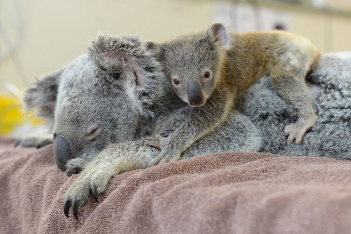 This Baby Koala Hugged His Mother During Her Life Saving Surgery (6 pics)