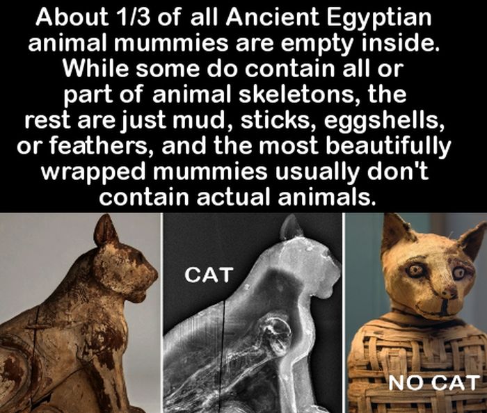 20 New And Interesting Facts For Your Brain To Chew On (20 pics)