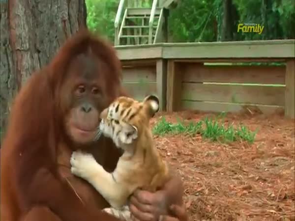 Orangutan And Tiger