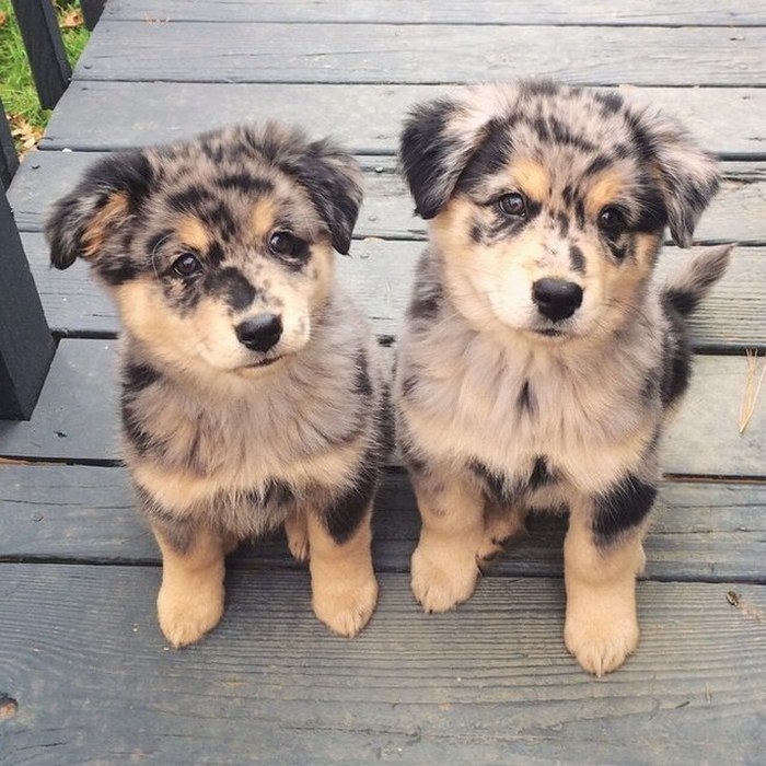 Puppies That Love Posing For The Camera (99 pics)