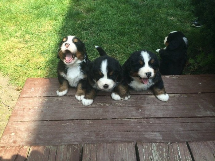 Puppies That Love Posing For The Camera (99 pics)