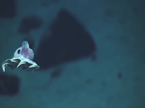 Denizens Of The Ocean Deep