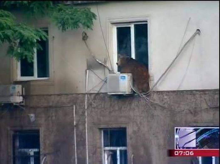 Animals Escape Tbilisi Zoo After The Flood (15 pics)