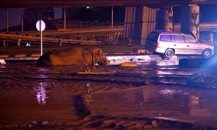 Animals Escape Tbilisi Zoo After The Flood (15 pics)