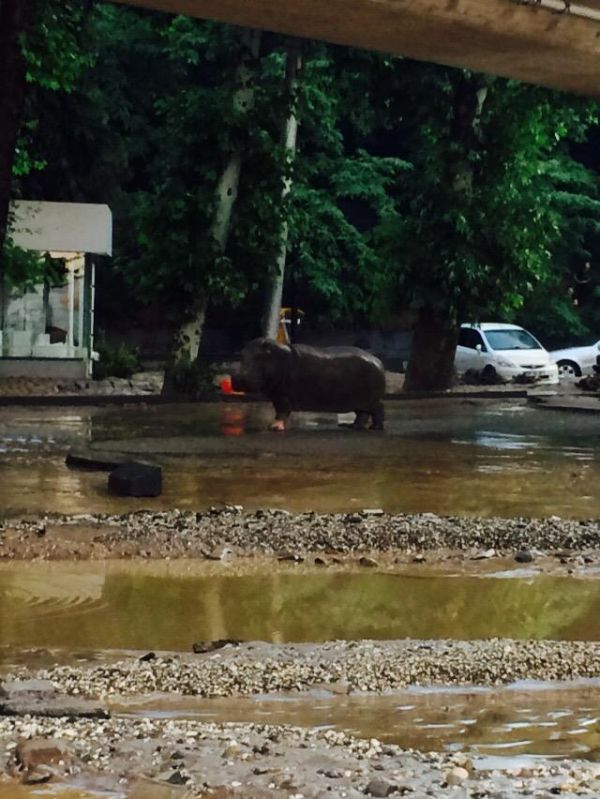 Animals Escape Tbilisi Zoo After The Flood (15 pics)