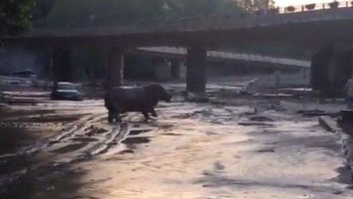 Animals Escape Tbilisi Zoo After The Flood (15 pics)