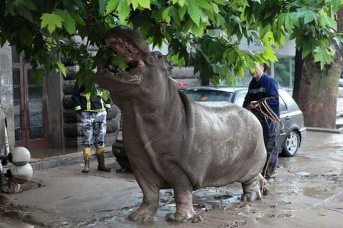 Animals Escape Tbilisi Zoo After The Flood (15 pics)