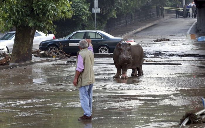 Animals Escape Tbilisi Zoo After The Flood (15 pics)