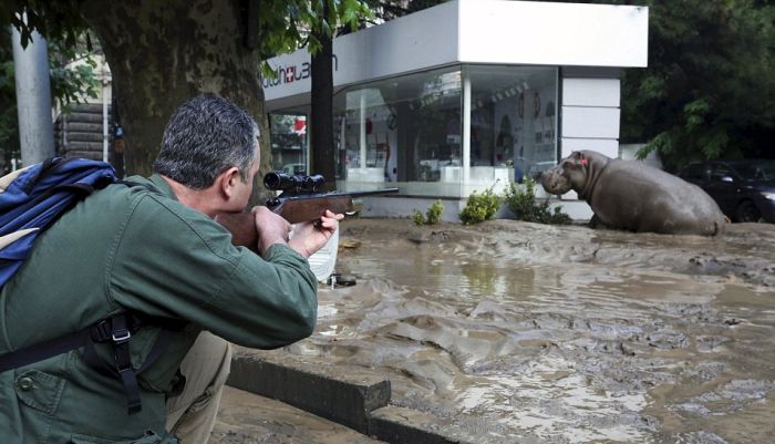 Animals Escape Tbilisi Zoo After The Flood (15 pics)