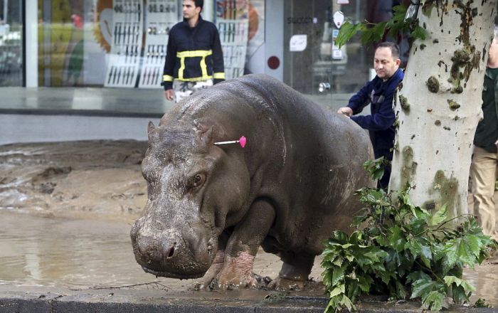 Animals Escape Tbilisi Zoo After The Flood (15 pics)