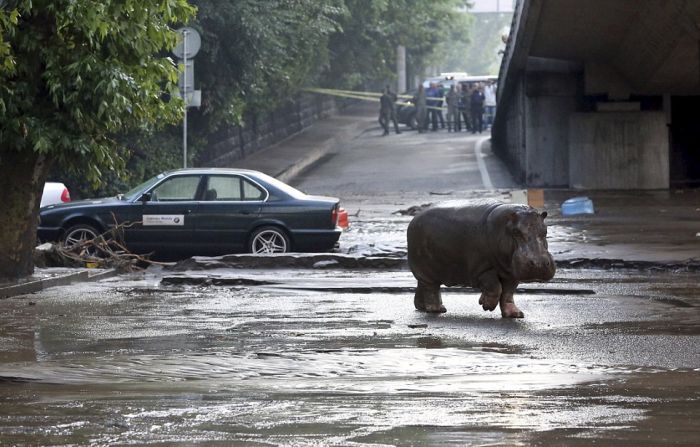 Animals Escape Tbilisi Zoo After The Flood (15 pics)