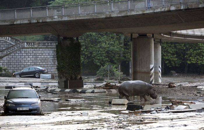 Animals Escape Tbilisi Zoo After The Flood (15 pics)