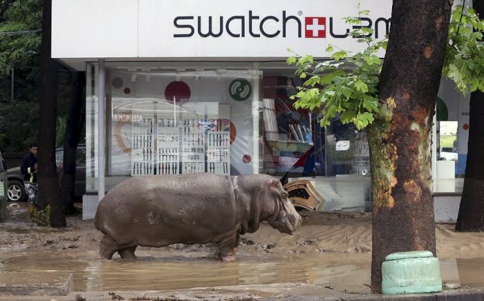 Animals Escape Tbilisi Zoo After The Flood (15 pics)