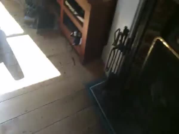 Get Pigeon Out Of House