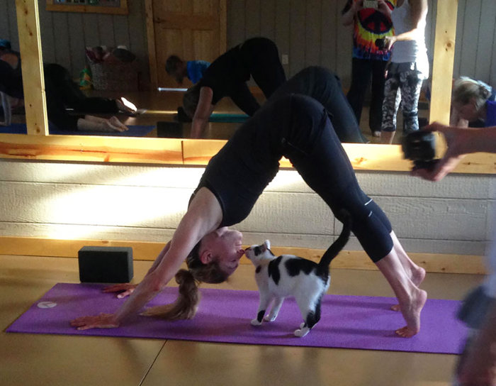 Animal Shelter Sends Cats To Yoga Class To Help Them Find Homes (7 pics)