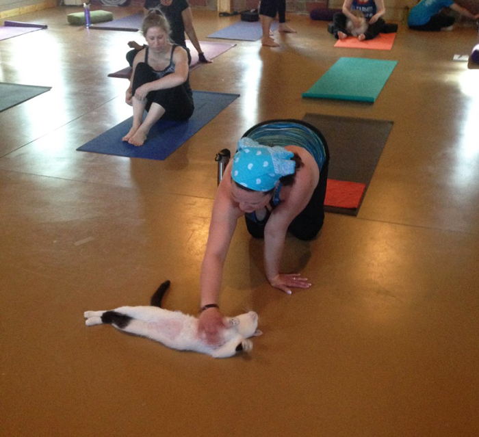 Animal Shelter Sends Cats To Yoga Class To Help Them Find Homes (7 pics)