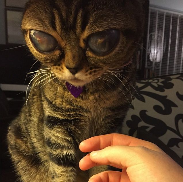 Is This Cat Actually An Alien? (15 pics)