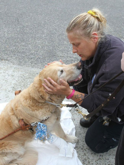 Guide Dog Saves Blind Owner's Life By Jumping In Front Of A Bus (5 pics)