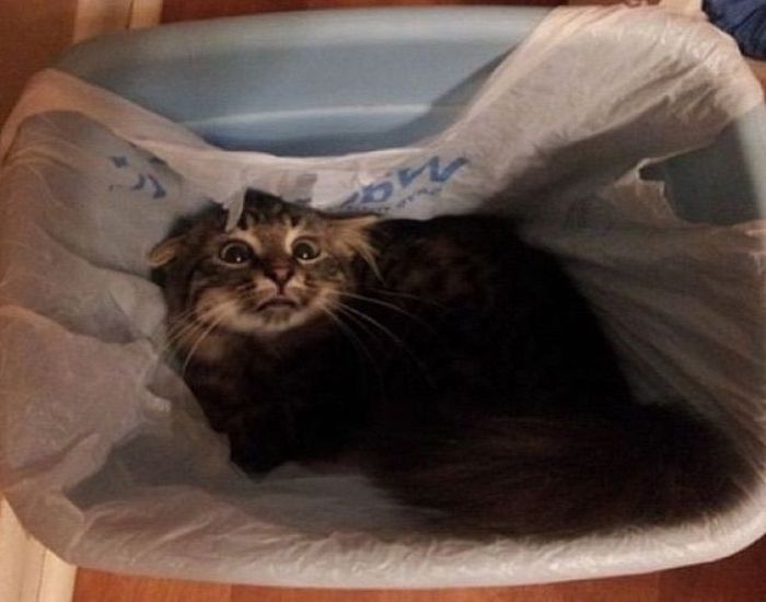 Acid Picdump (101 pics)