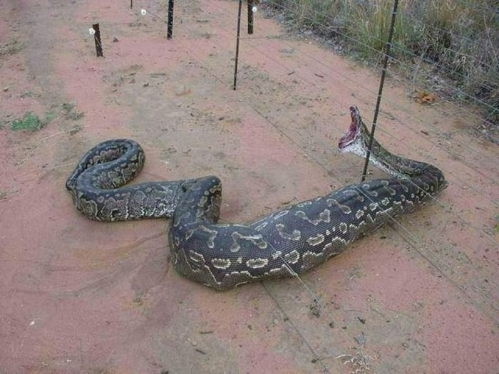 Acid Picdump (101 pics)