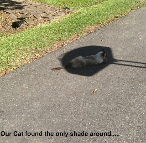 Acid Picdump (96 pics)
