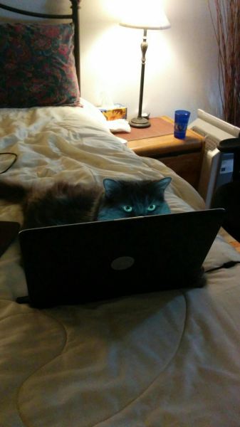 Acid Picdump (96 pics)